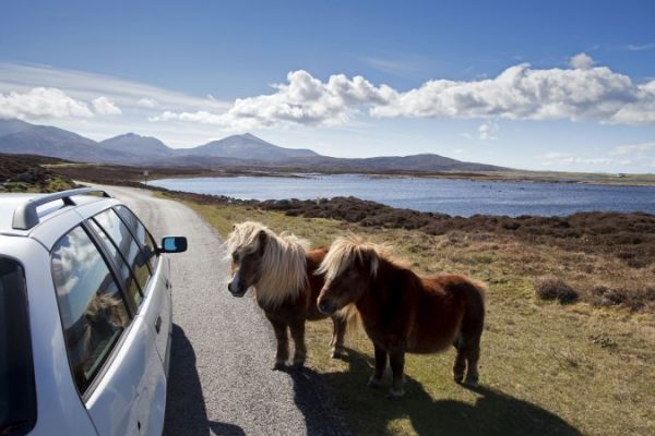 Shetland Ponies at Loch Druidibeg National Nature Reserve, Isle of South Uist, Outer Hebrides.